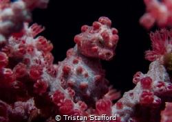 Pygmy Seahorse by Tristan Stafford 